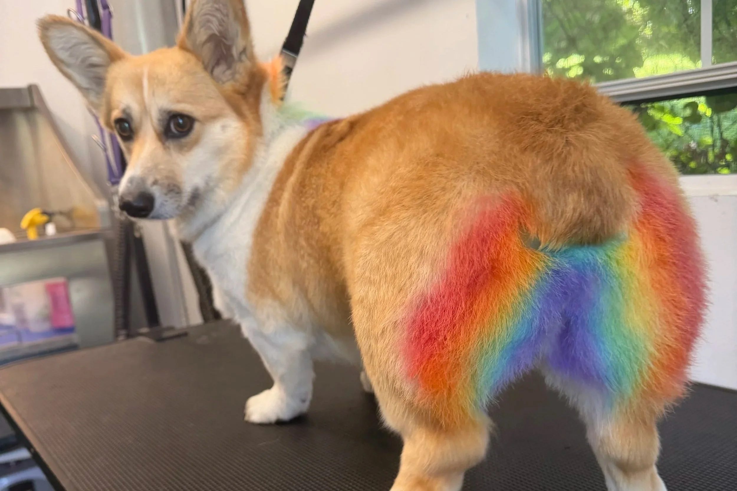 A dog with tan and white fur looking at the camera, standing on a grooming table, with its hindquarters facing forward. The dog's tail is dyed in rainbow colors, showing red, orange, yellow, green, blue, and purple. There is a window with green trees