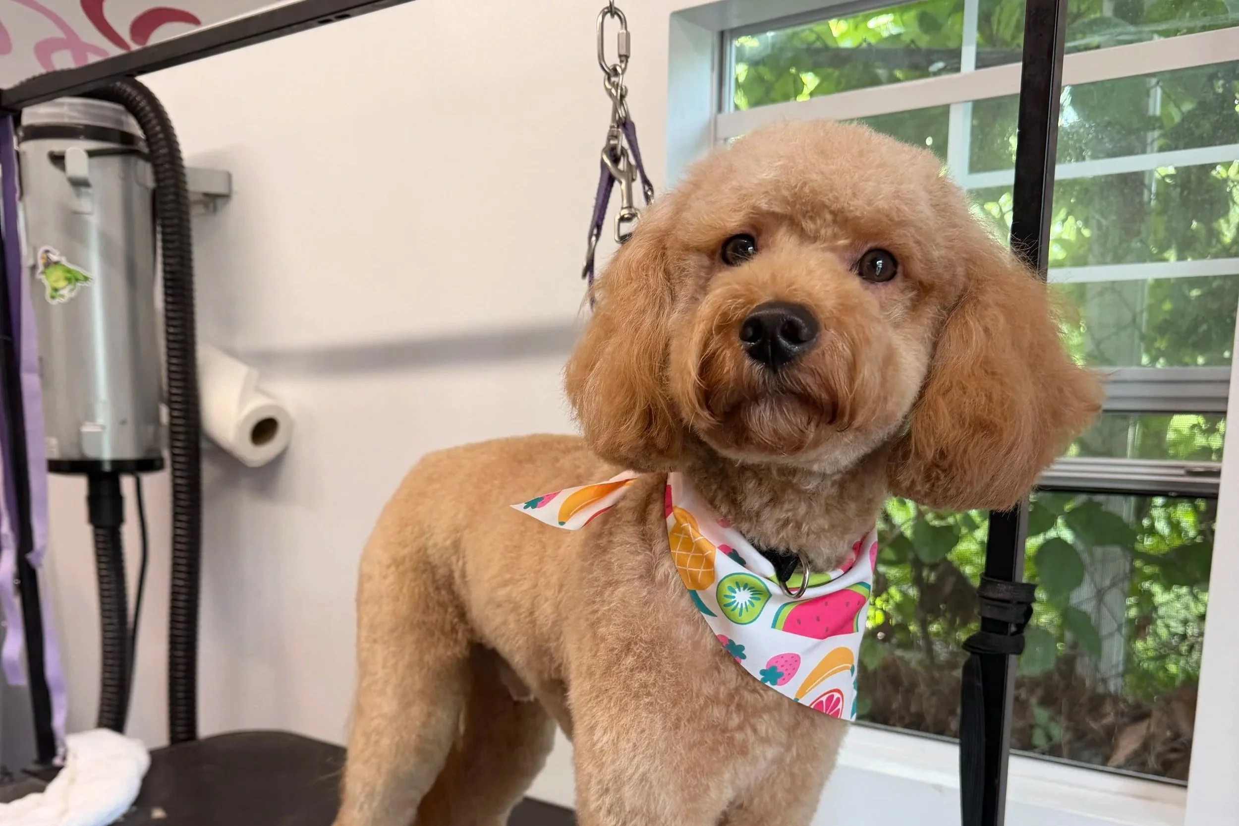 A cute golden-brown puppy with curly fur, wearing a colorful bandana, sitting on a grooming table near a window. The puppy is at a grooming salon, with grooming equipment and a roll of paper in the background.