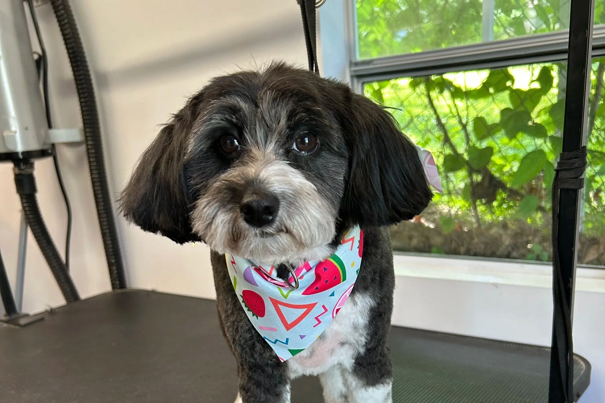 A cute black and white dog with brown eyes, wearing a colorful bandana, standing indoors near a window with green foliage outside.