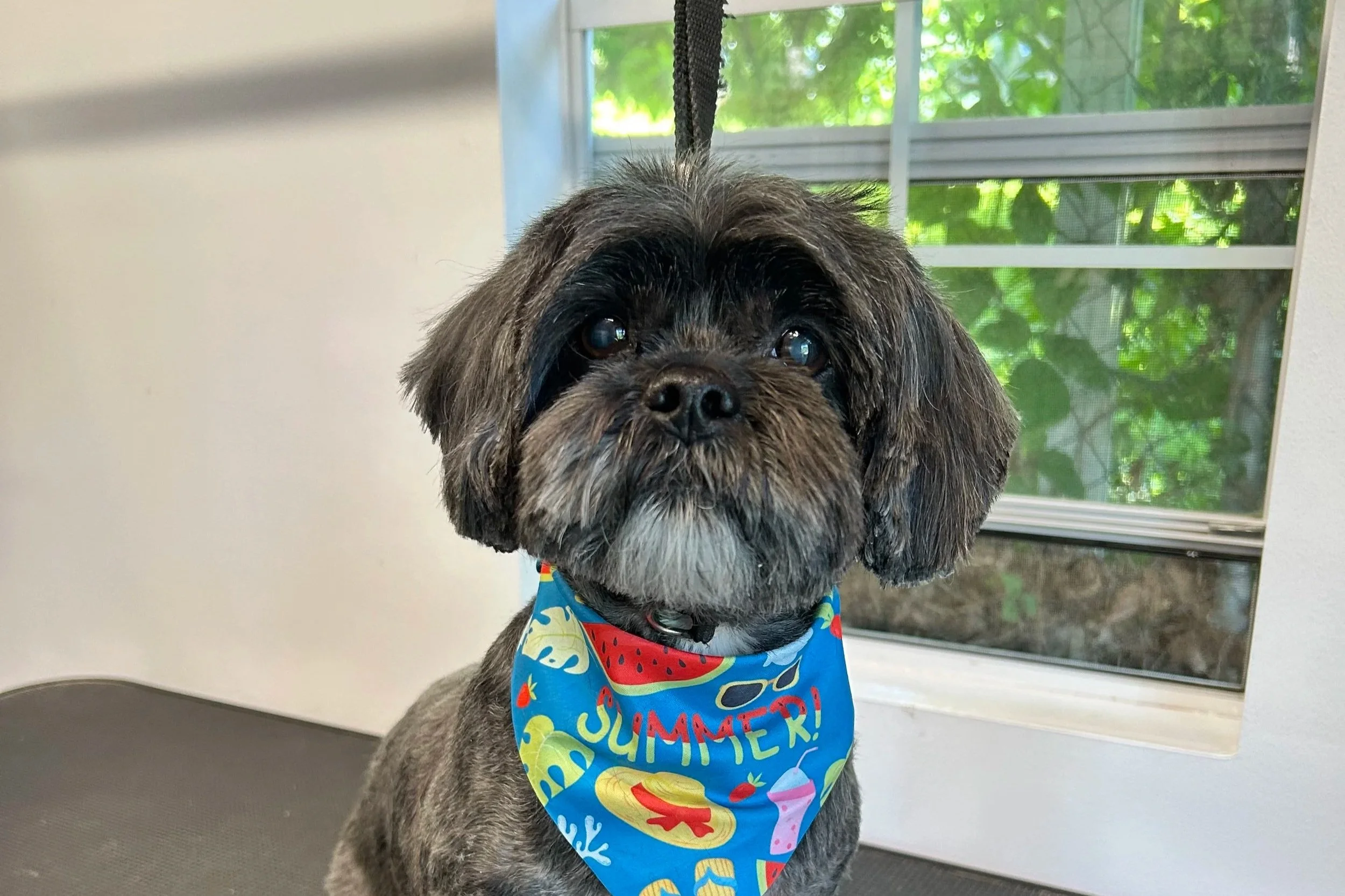 A small dog with dark and light brown fur, wearing a colorful bandana with a summer theme, standing indoors near a window with green foliage outside.