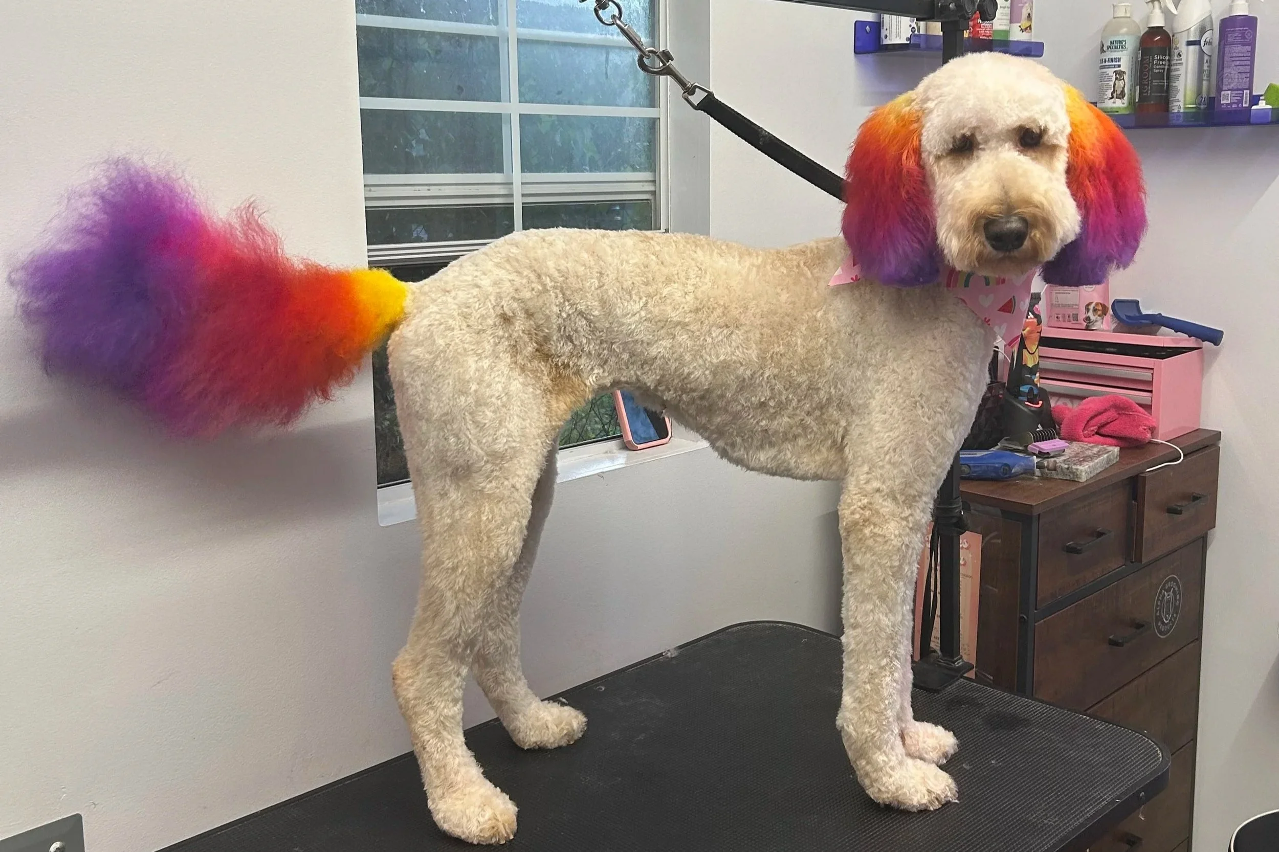A dog with curly cream-colored fur has rainbow-colored hair dye on its ears, tail, and face. The dog is standing on a grooming table with grooming supplies and a pink bandana around its neck.