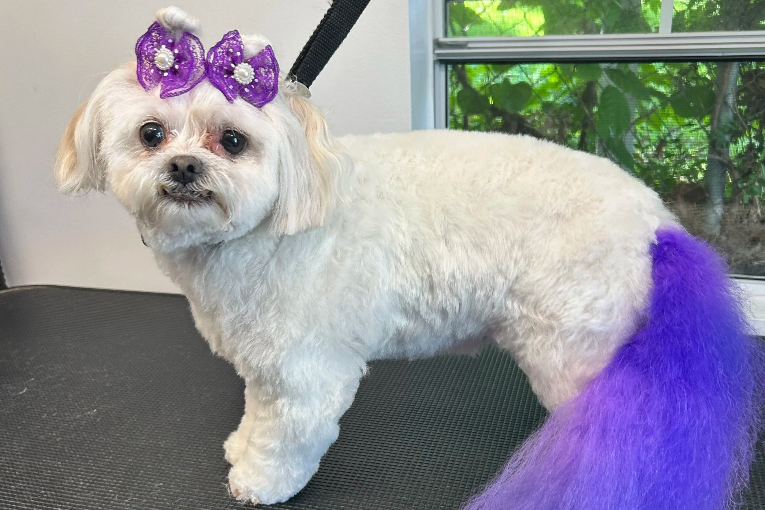 A small white dog with purple fur on its legs, wearing purple bows with pearl decorations on its head, sitting on a grooming table near a window with green foliage outside.