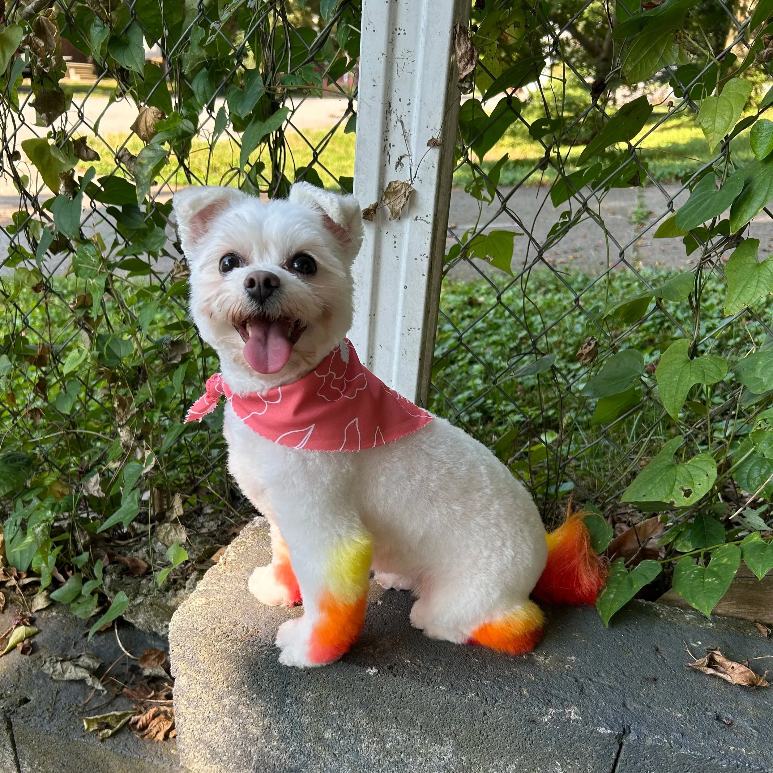 A small white dog with fluffy fur and a happy expression is sitting next to a chain-link fence covered with green leafy vines. The dog is wearing a red bandana with a white leaf pattern and has fluffy, colorful paws.