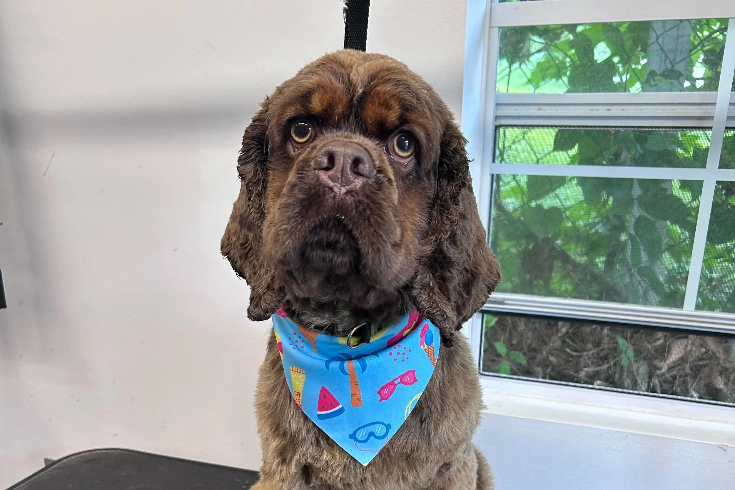 A brown dog with long ears and large eyes wearing a colorful bandana with summer and water-themed designs, sitting indoors with a window showing green foliage outside.