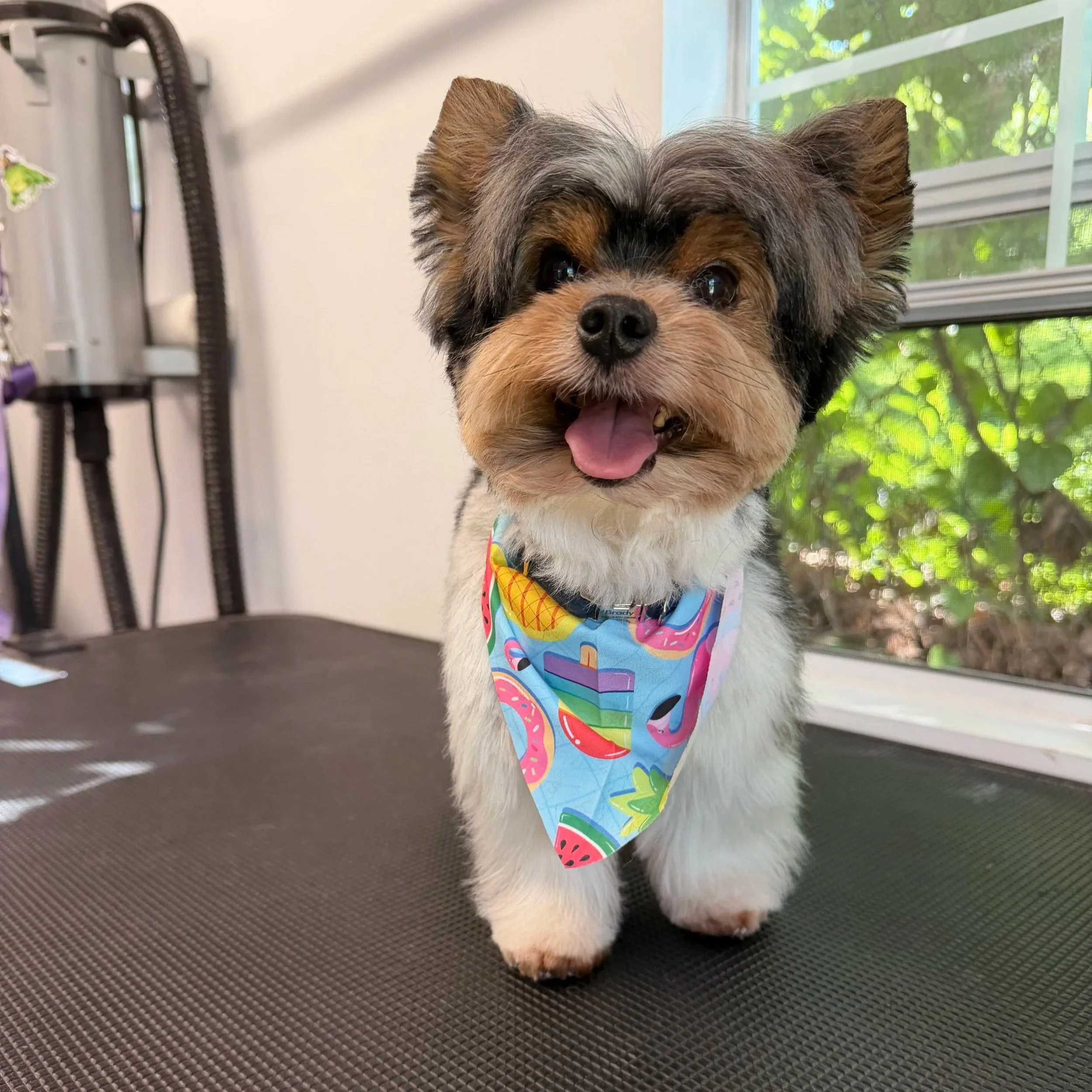 A small dog with fluffy fur, wearing a colorful bandana with watermelon and fruit patterns, standing on a grooming table near a window with green trees outside.
