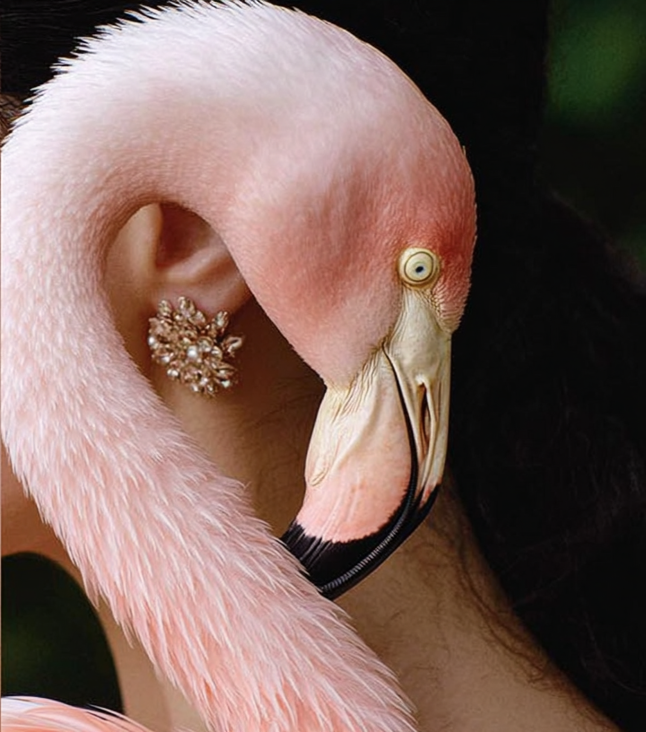 A close-up of a pink flamingo with a human ear decorated with a pearl and crystal earring, and a woman with long dark hair.