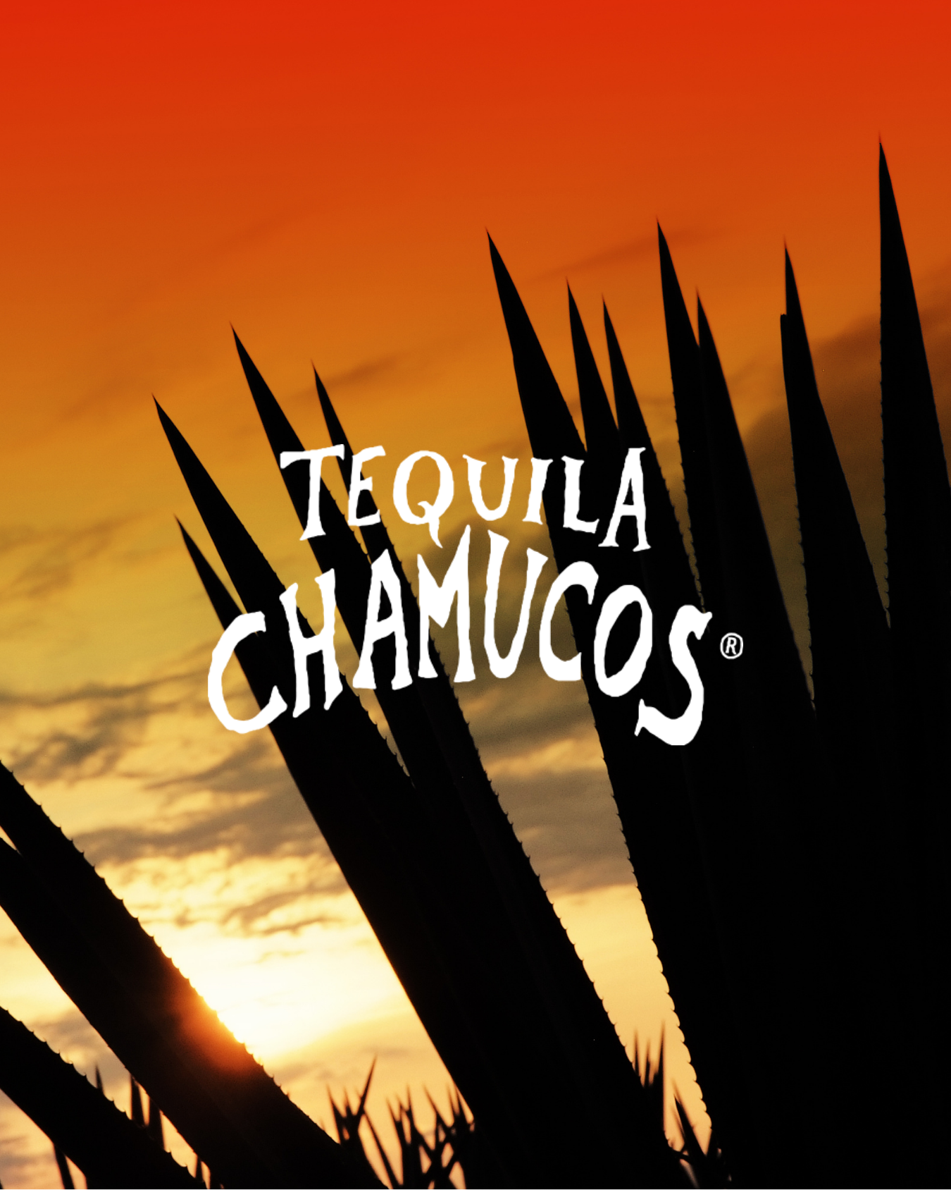 Silhouetted agave plant against a sunset sky with orange and yellow hues, overlaid with the text 'Tequila Chamucos' in white, stylized font.