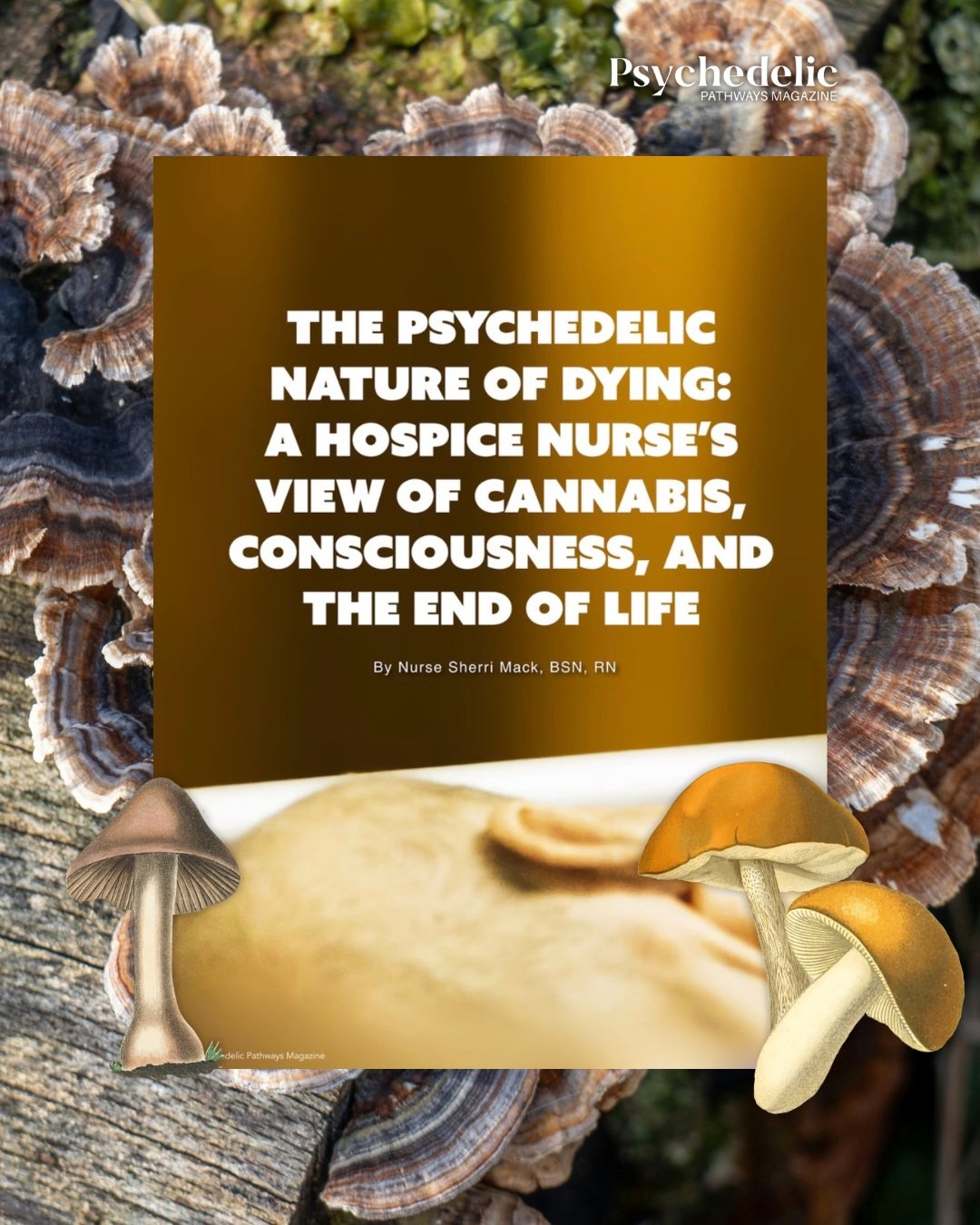For hospice nurse Sherri Mack, dying is not simply a medical event&mdash;it can also be a deeply transformative experience. In&nbsp;The Psychedelic Nature of Dying, she explores how cannabis, consciousness, and compassionate end-of-life care can ease