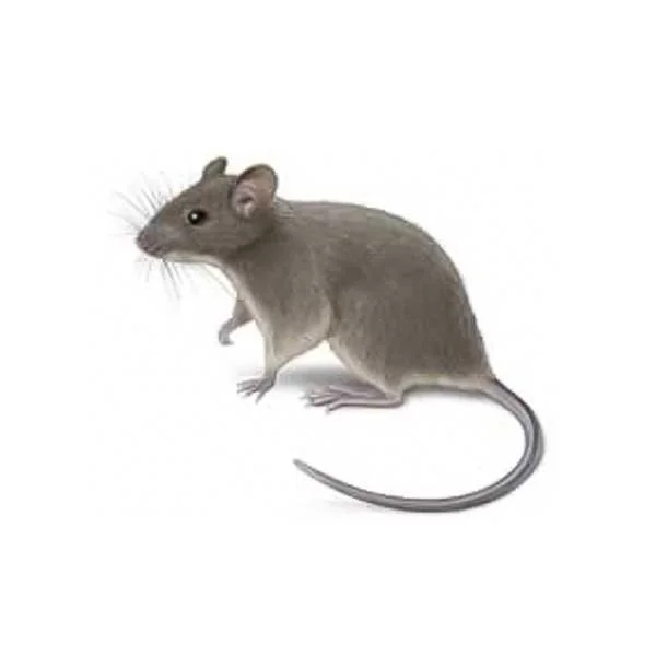 General Insect & Rodent Control Services
