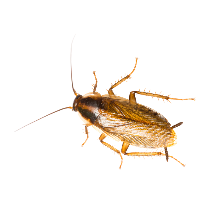 Cockroach Control Services