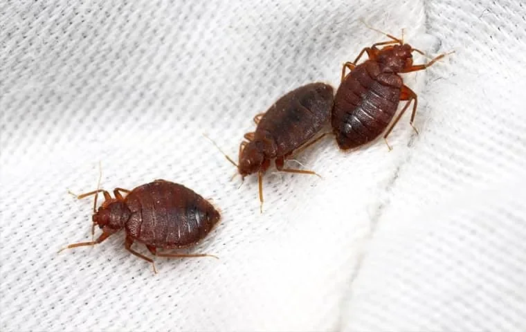 Bed Bug Treatment Services