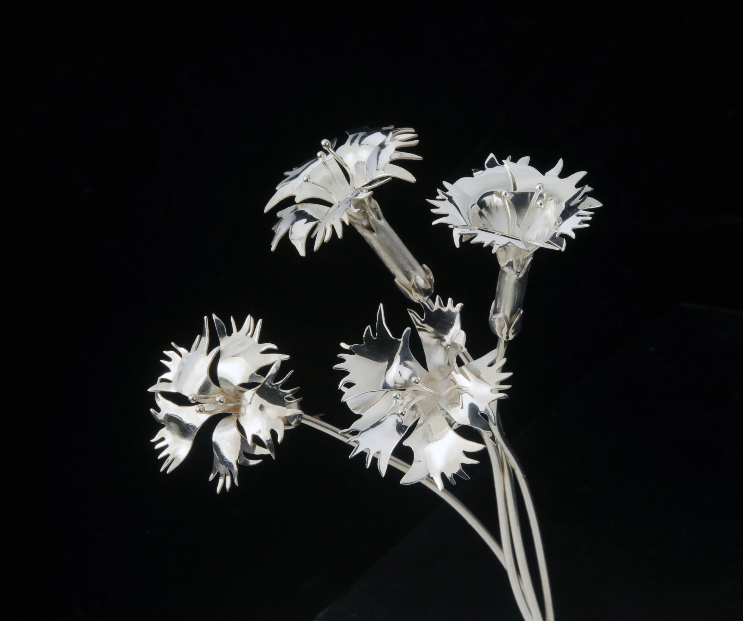 Dianthus Blossoms (Carnation)