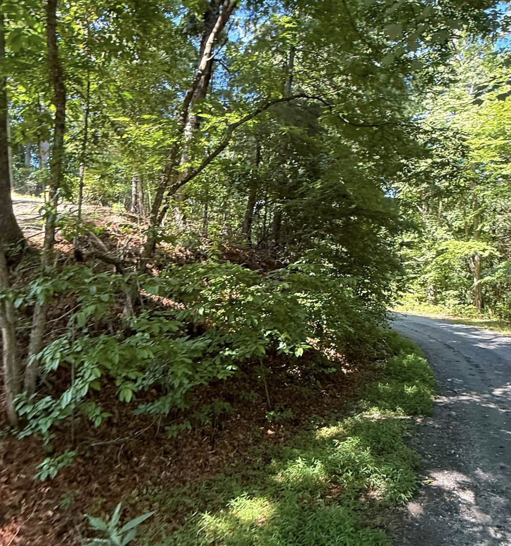 Forestry mulching services completed in Fairview, NC restoring overgrown property.
