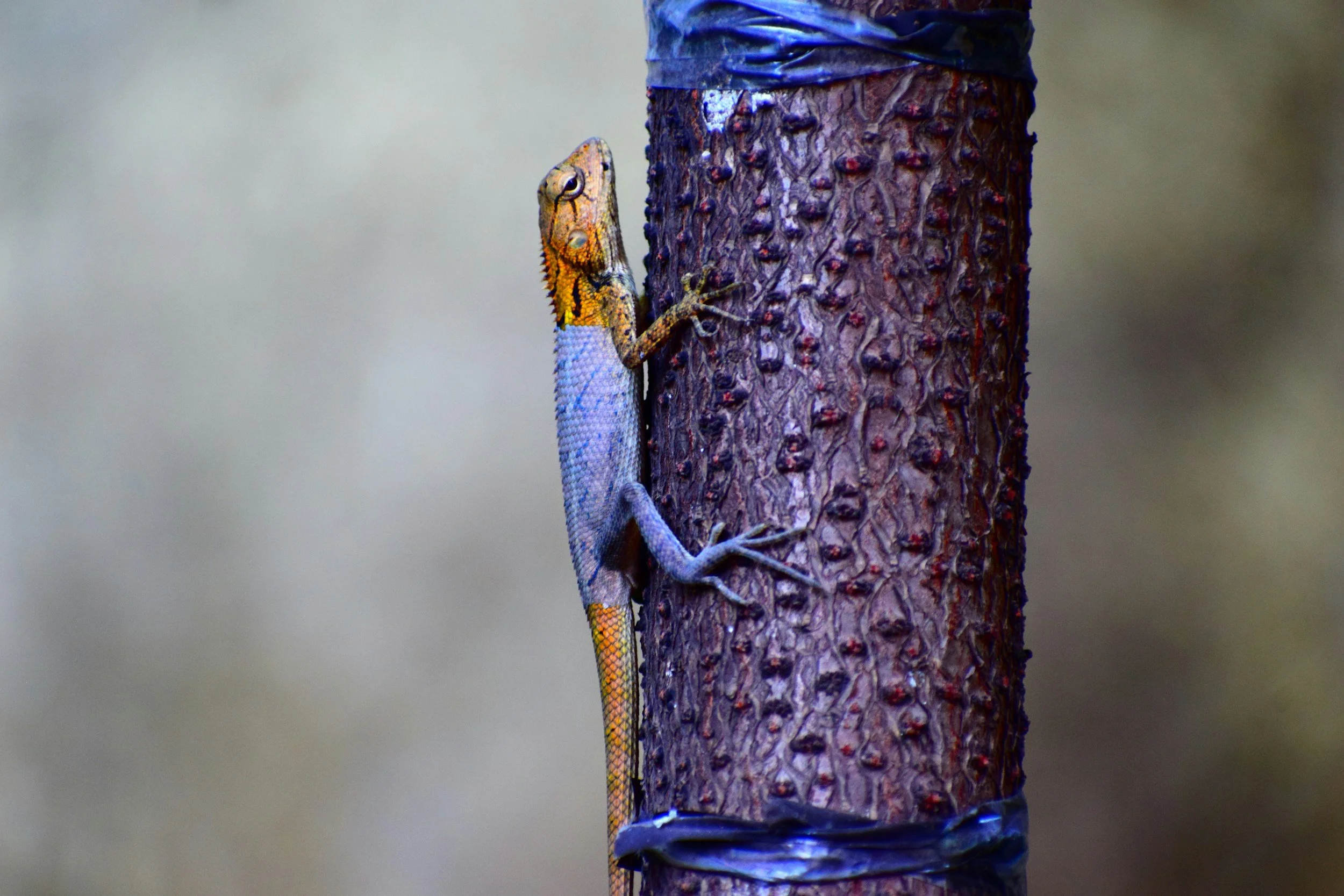 Like a chameleon, Adapt and Adopt