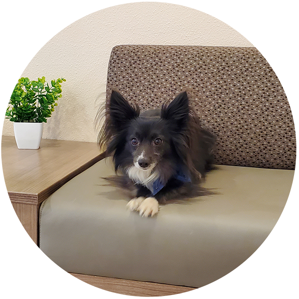 A black and white dog lying on a beige sofa with a textured backrest, next to a wooden side table with a small potted plant, in a room with cream-colored walls.