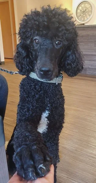 A black curly-haired poodle with a white patch on its chest, reaching out its paw, indoors with wooden floors and a clock on the wall in the background.