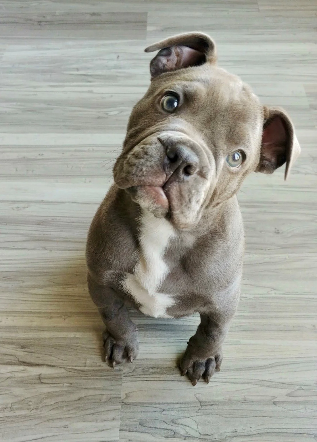 A cute, gray bulldog puppy with a white patch on its chest, sitting on a wood-patterned floor, looking up with a tilted head.