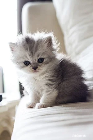 A cute gray and white kitten sitting on a soft surface indoors.
