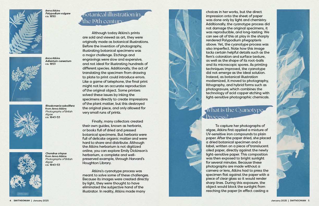 Two pages from a magazine article about botanical illustration and cyanotype photography, with illustrations of various algae, including Anna Atkins' cyanotype photographs.