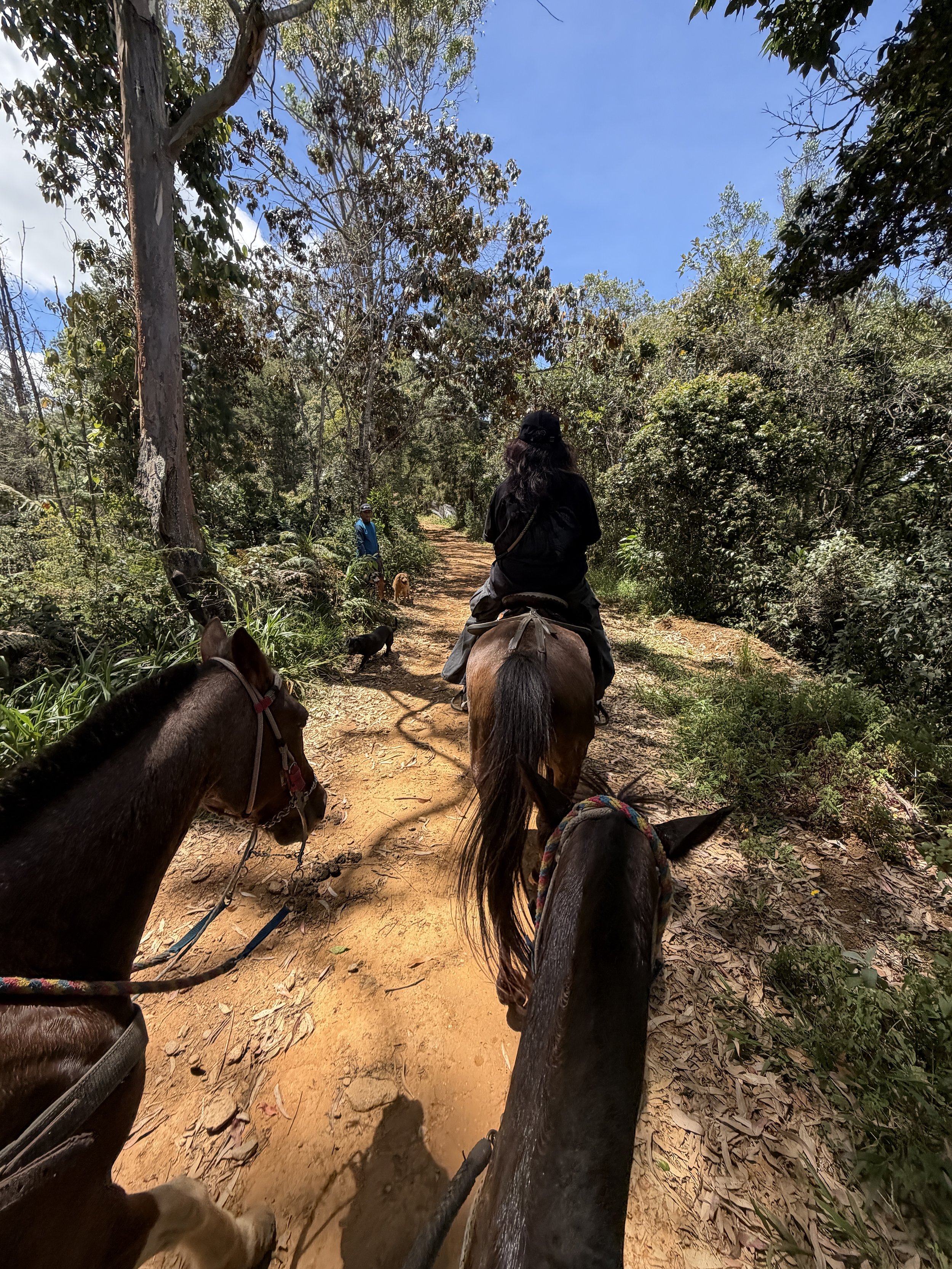 Person riding a horse on a dirt trail through a forest with trees and shrubs, with another person and dogs visible further ahead.