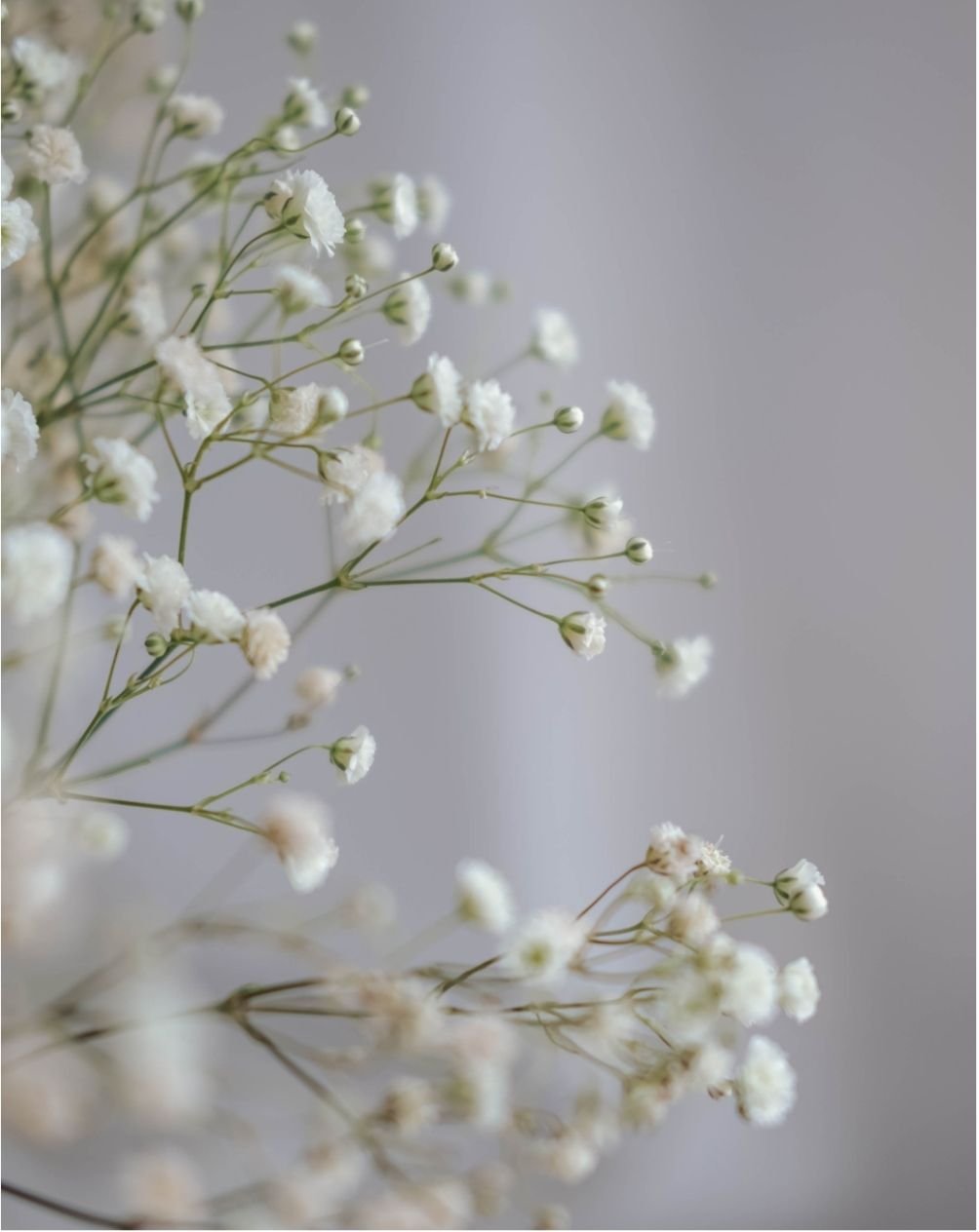Delicate white baby's breath flowers with small blooms and buds against a soft gray background.