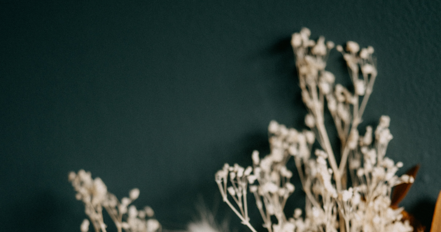 Dried white flowers against a dark, textured background.