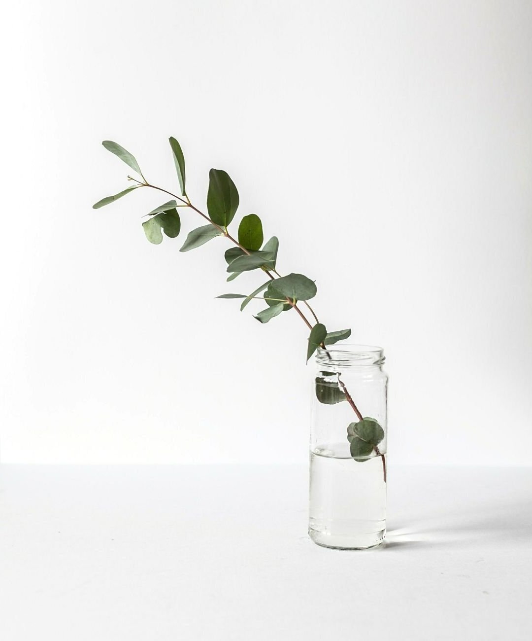 A green leafy branch in a glass jar of water on a white surface with a plain white background.
