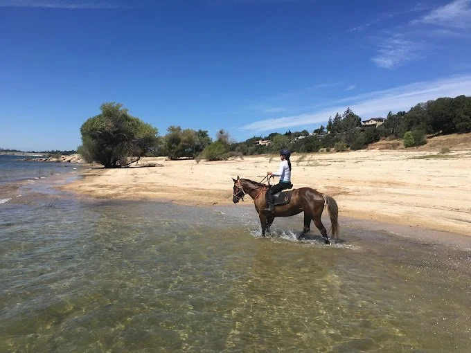 Person riding a horse in the shallow water at a beach under a clear blue sky.