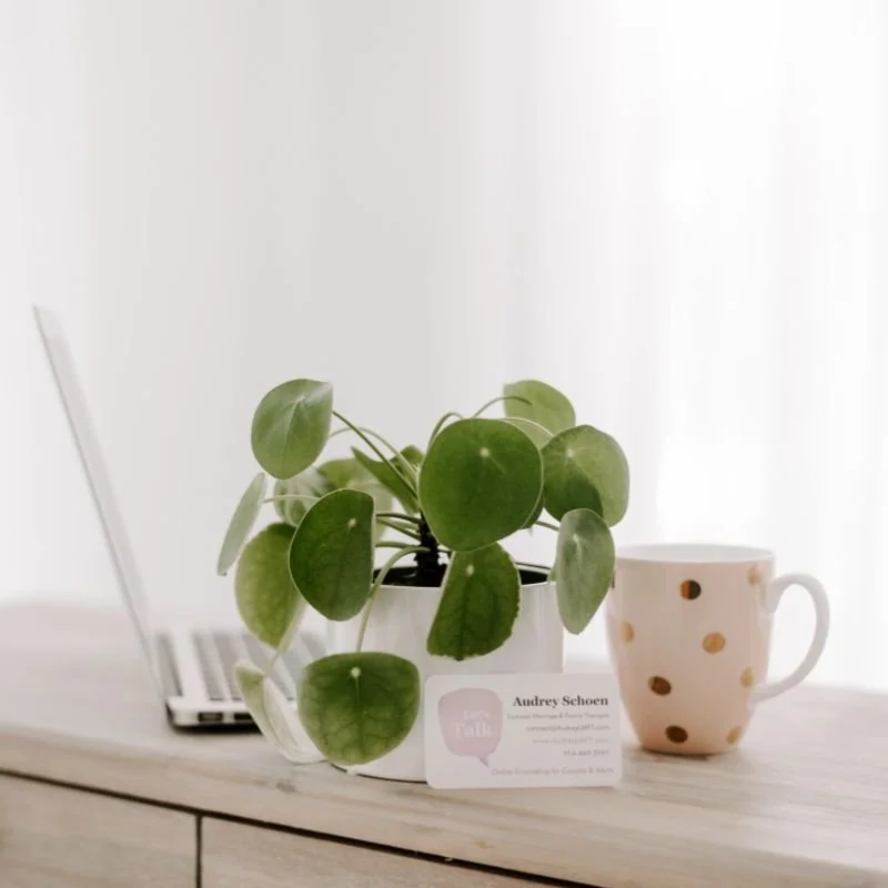 A close-up of a potted green plant with round leaves, a white mug with gold polka dots, and a laptop on a white wooden surface in front of a bright window.