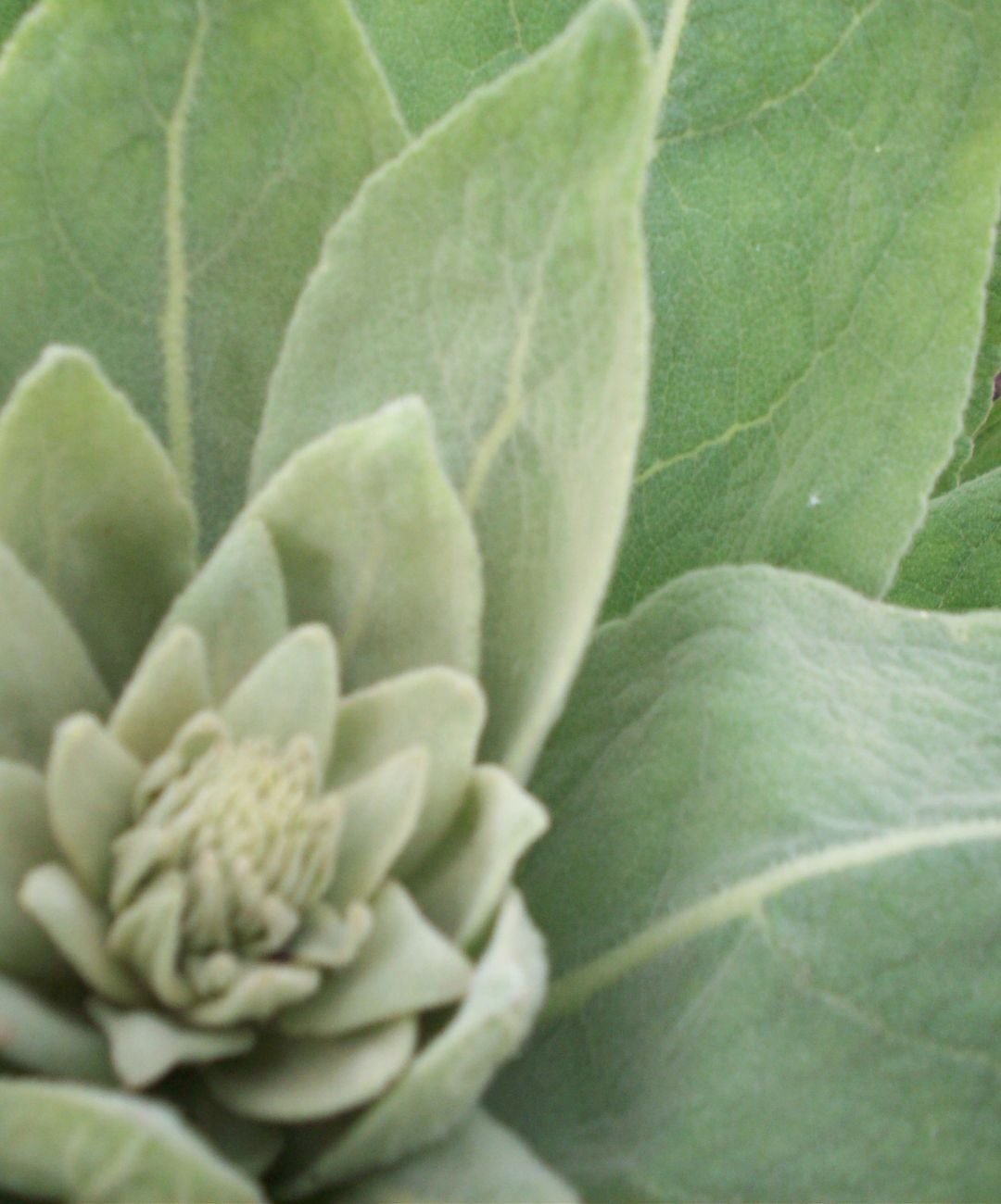 Close-up of green succulent plant with thick leaves.