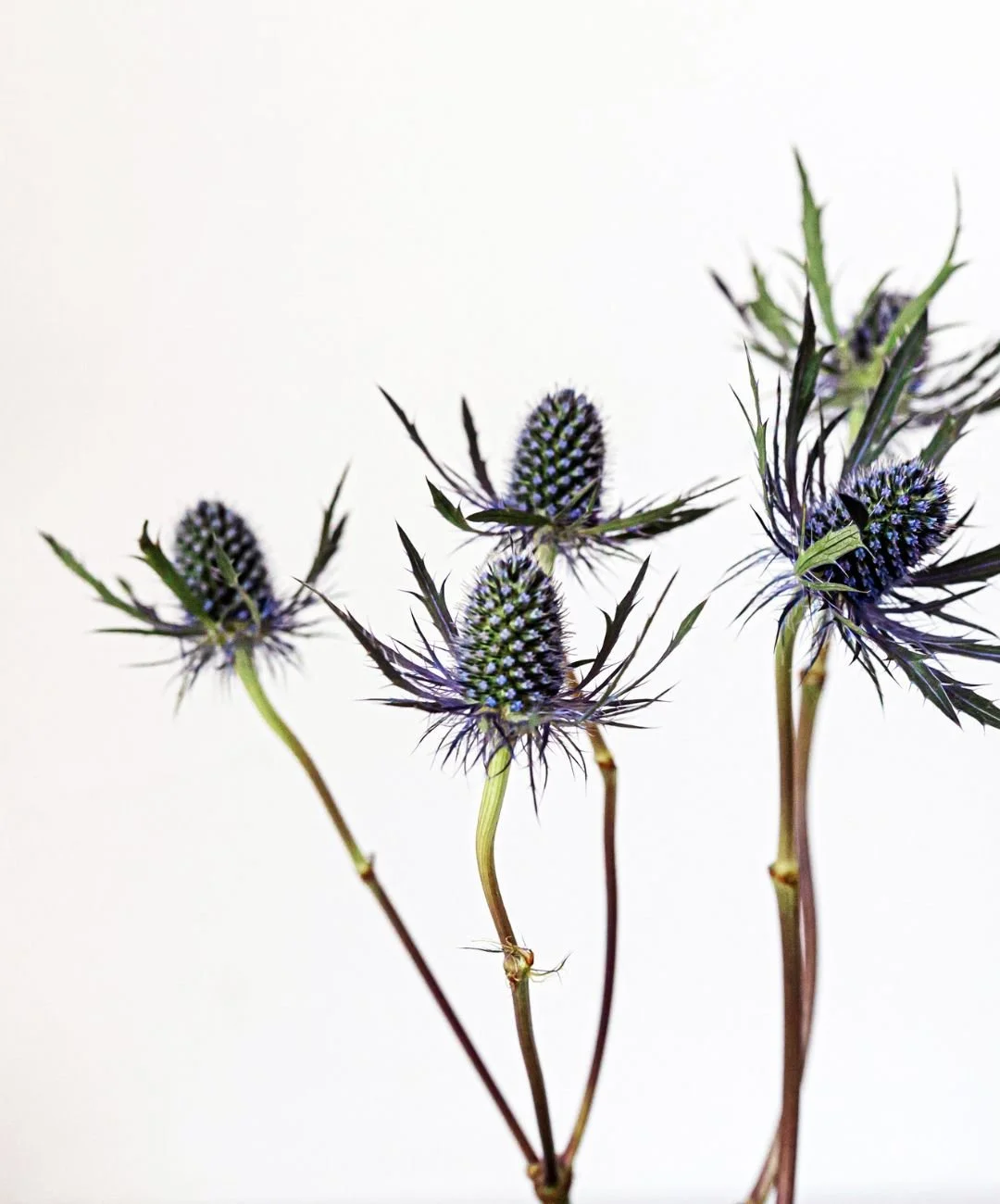 Close-up of purple and green thistle flowers with spiky leaves on tall stems against a plain white background.