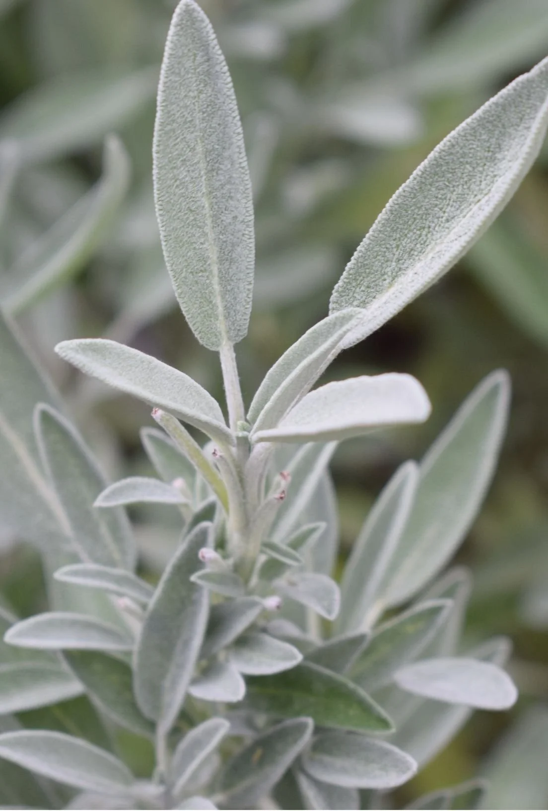 Close-up of gray-green, fuzzy leaves on a plant, possibly a sage or lavender.