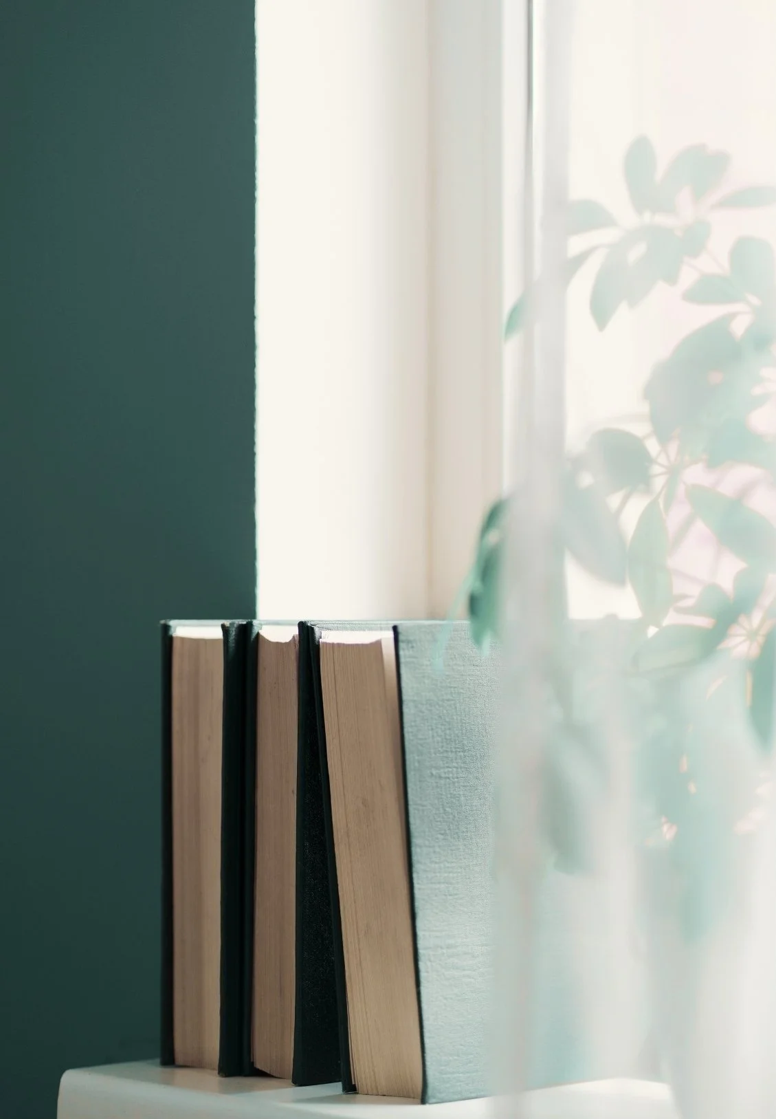 A row of books on a white shelf next to a window with sunlight and a plant with green leaves.