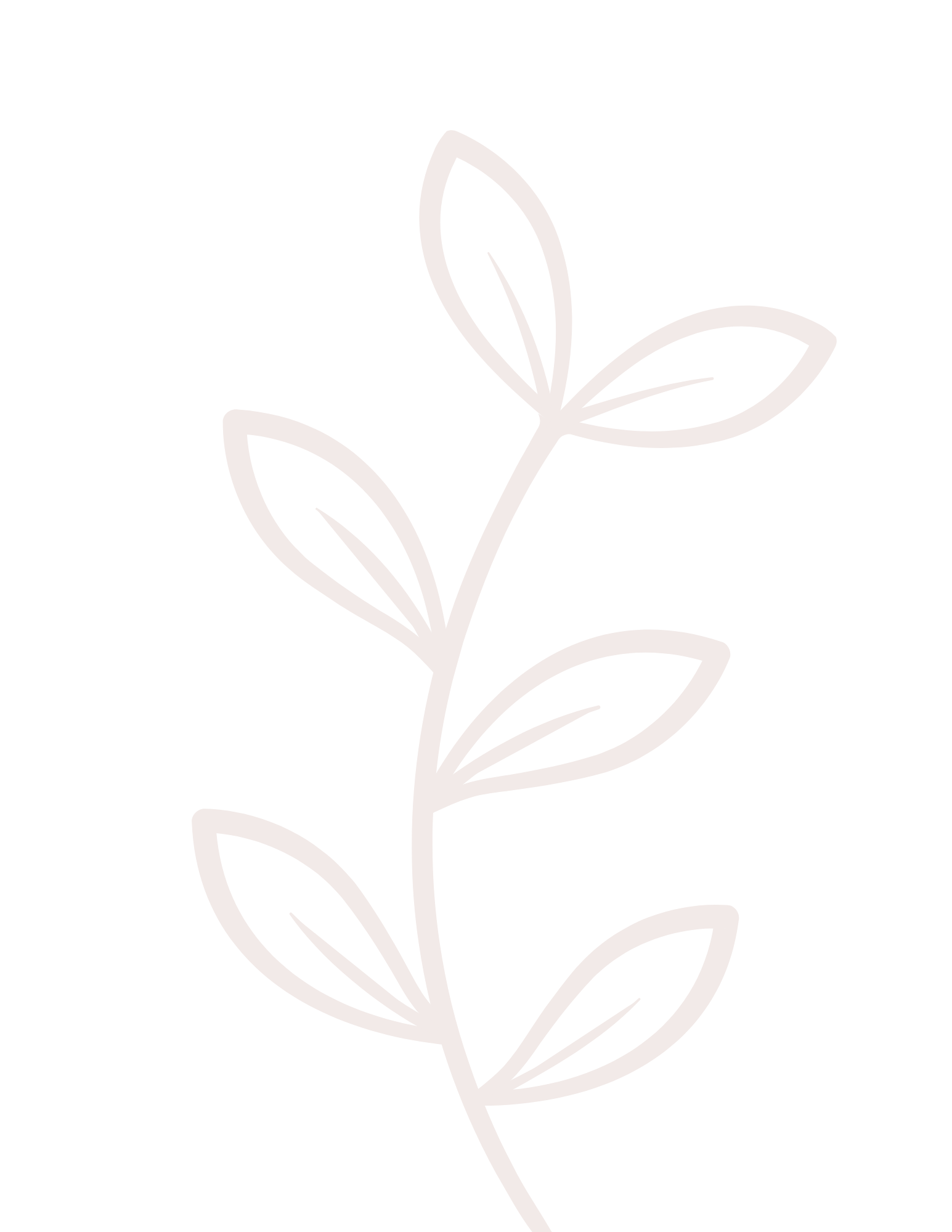 Outline drawing of a plant with leaves on a black background.