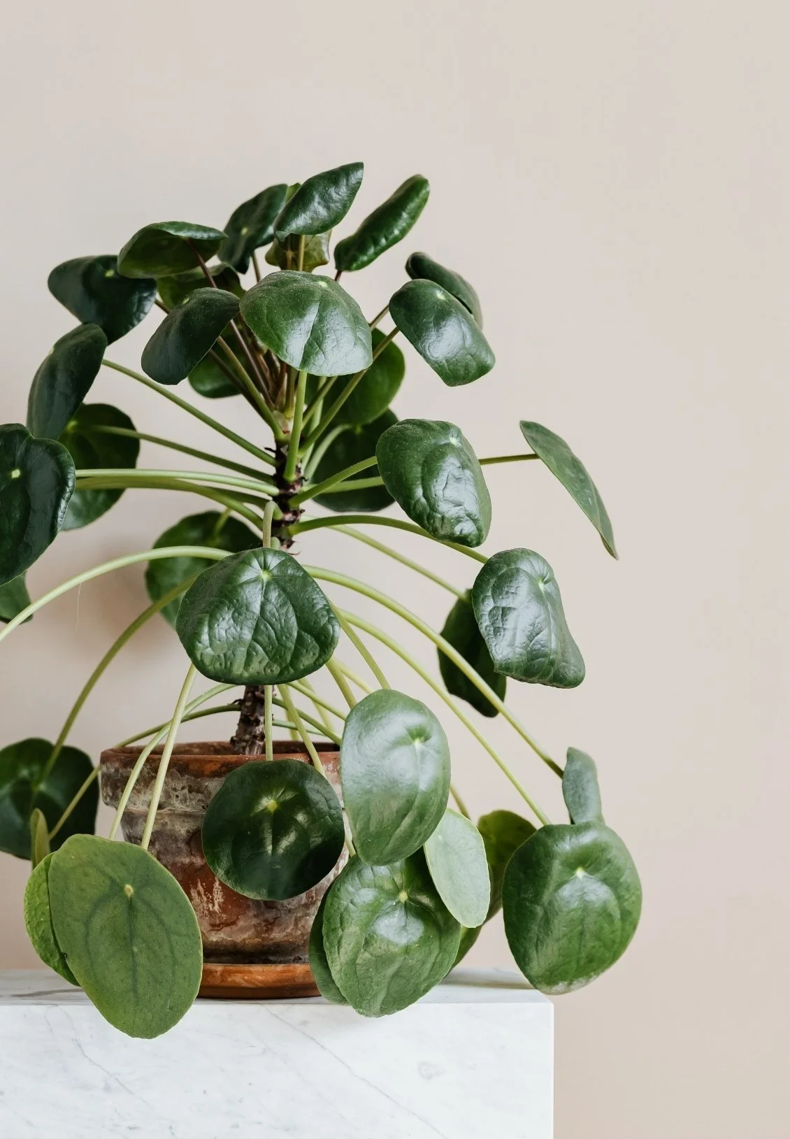 Potted Pilea Peperomioides houseplant with round, dark green leaves, on a white surface against a beige wall.