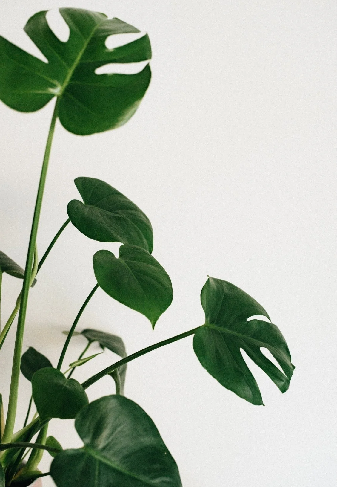 Close-up of green monstera plant leaves with a plain white background.