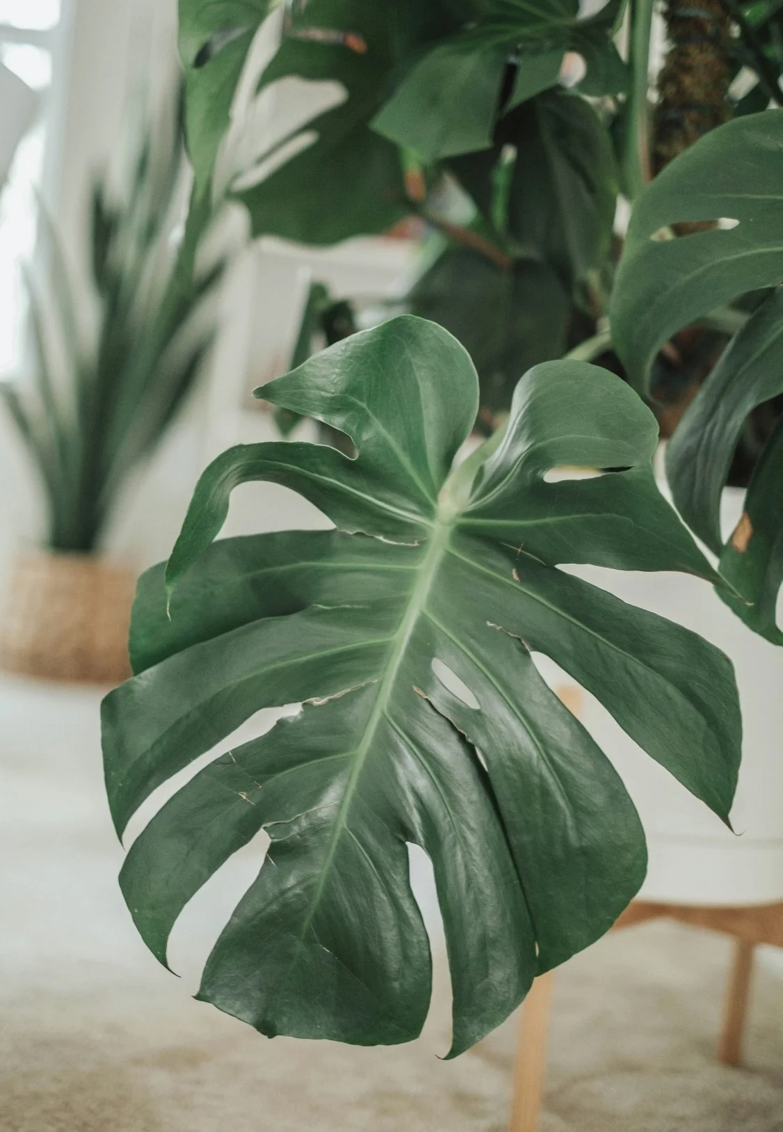 Close-up of a large green monstera leaf with distinctive split and hole patterns.