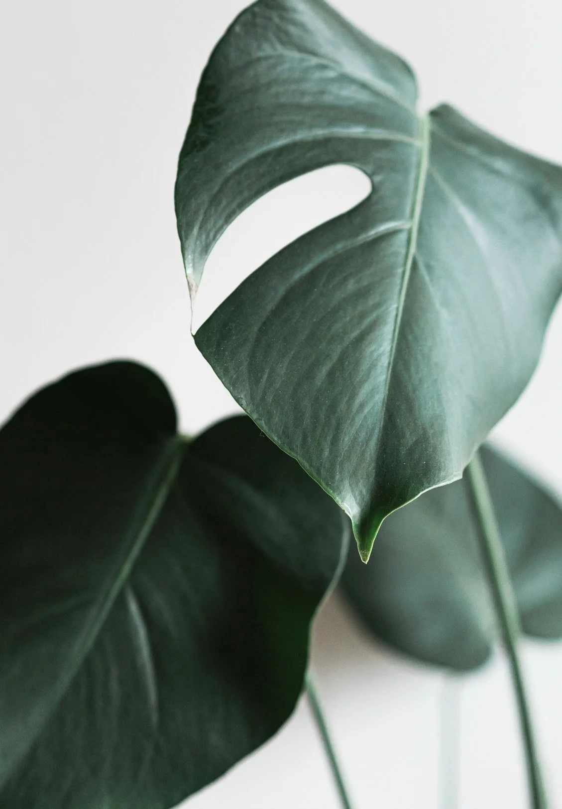 Close-up of dark green, glossy leaves of a monstera plant, with one leaf prominent in the foreground.