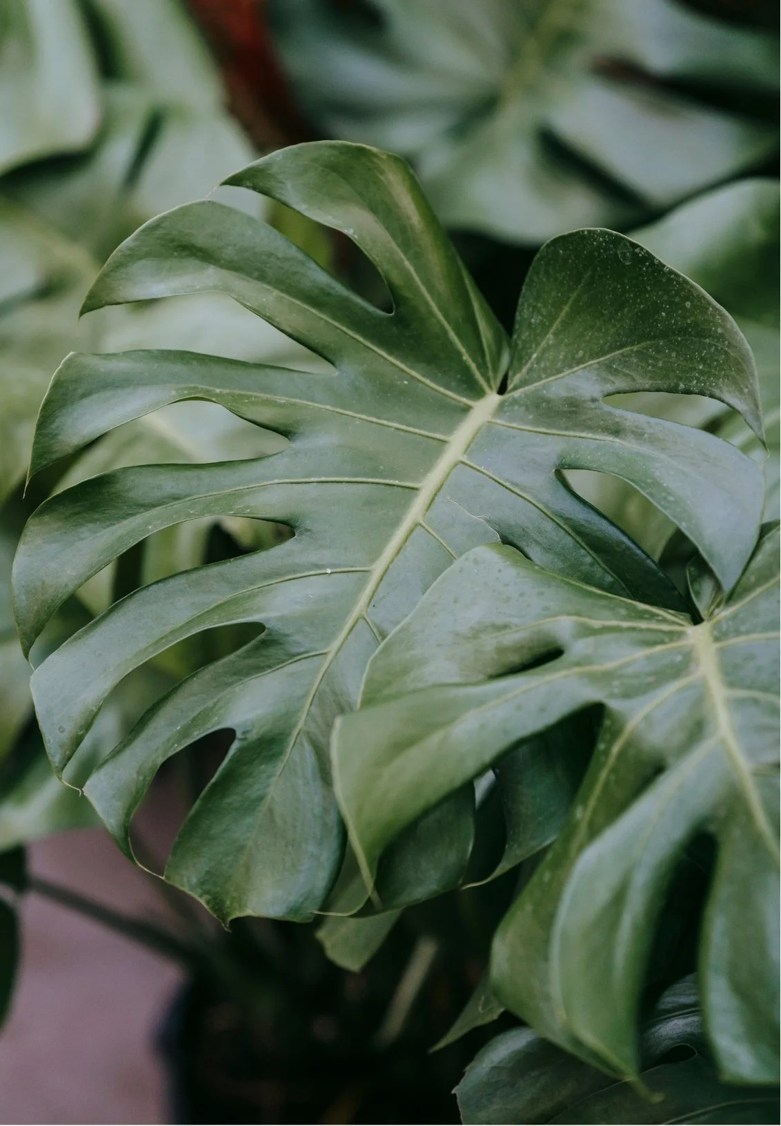 Close-up of large green monstera leaves with characteristic splits and holes.