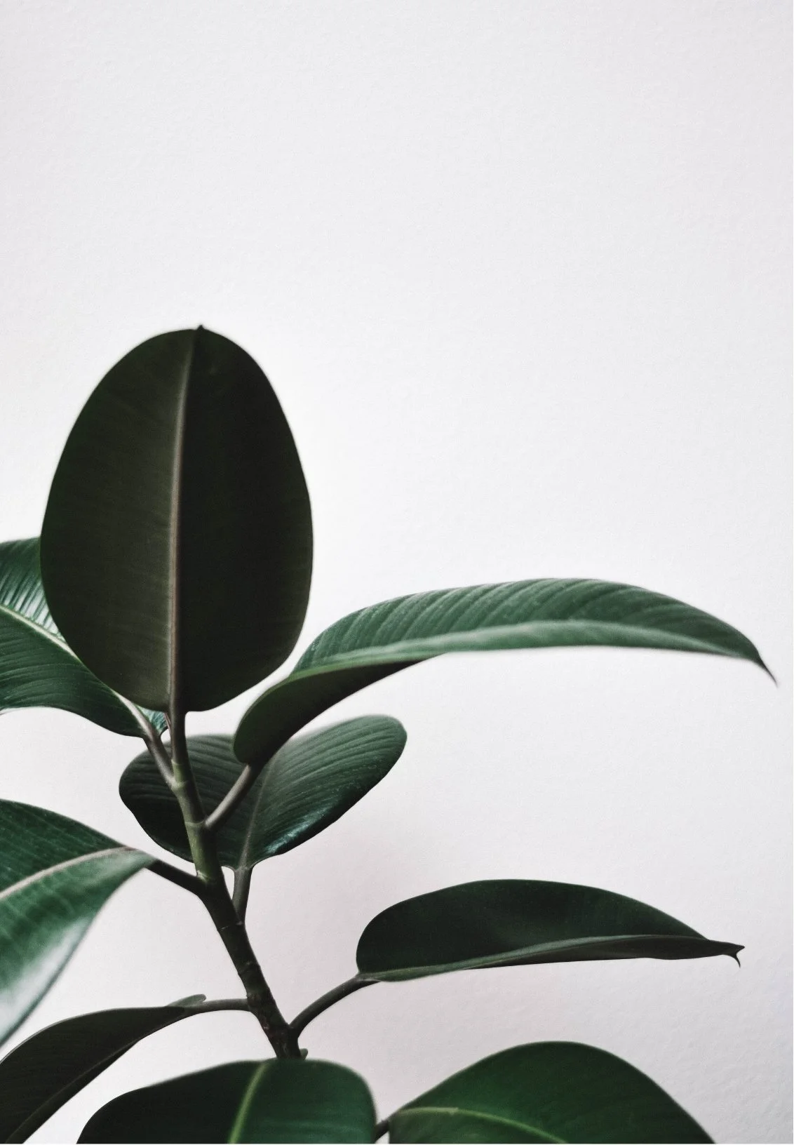 Close-up of a green leafy plant against a plain white background.