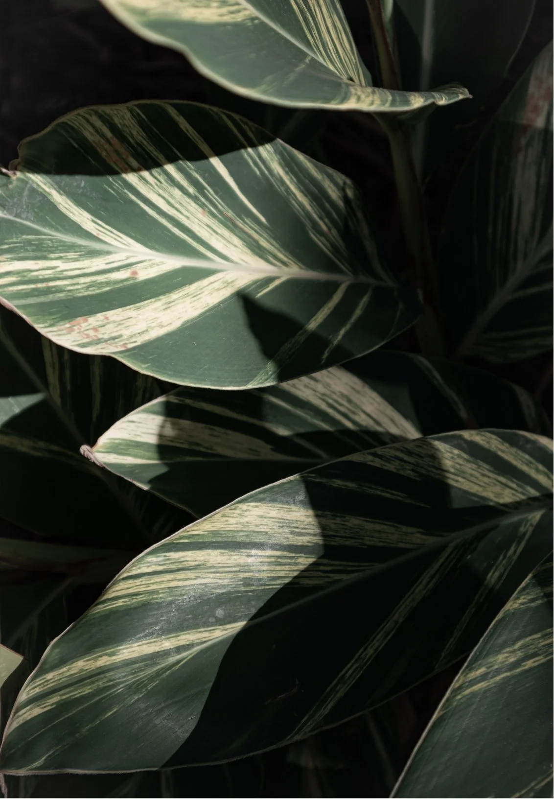 Close-up of variegated green and white leaves from a plant