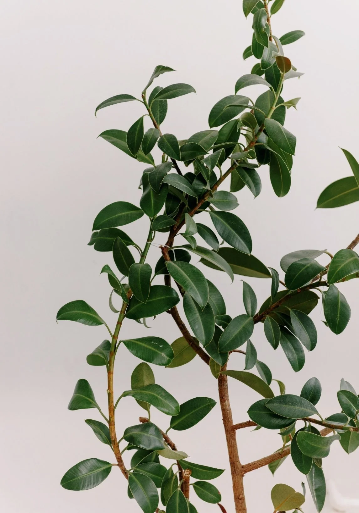 Close-up of a green leafy plant with oval-shaped glossy leaves on thin branches against a plain white background.