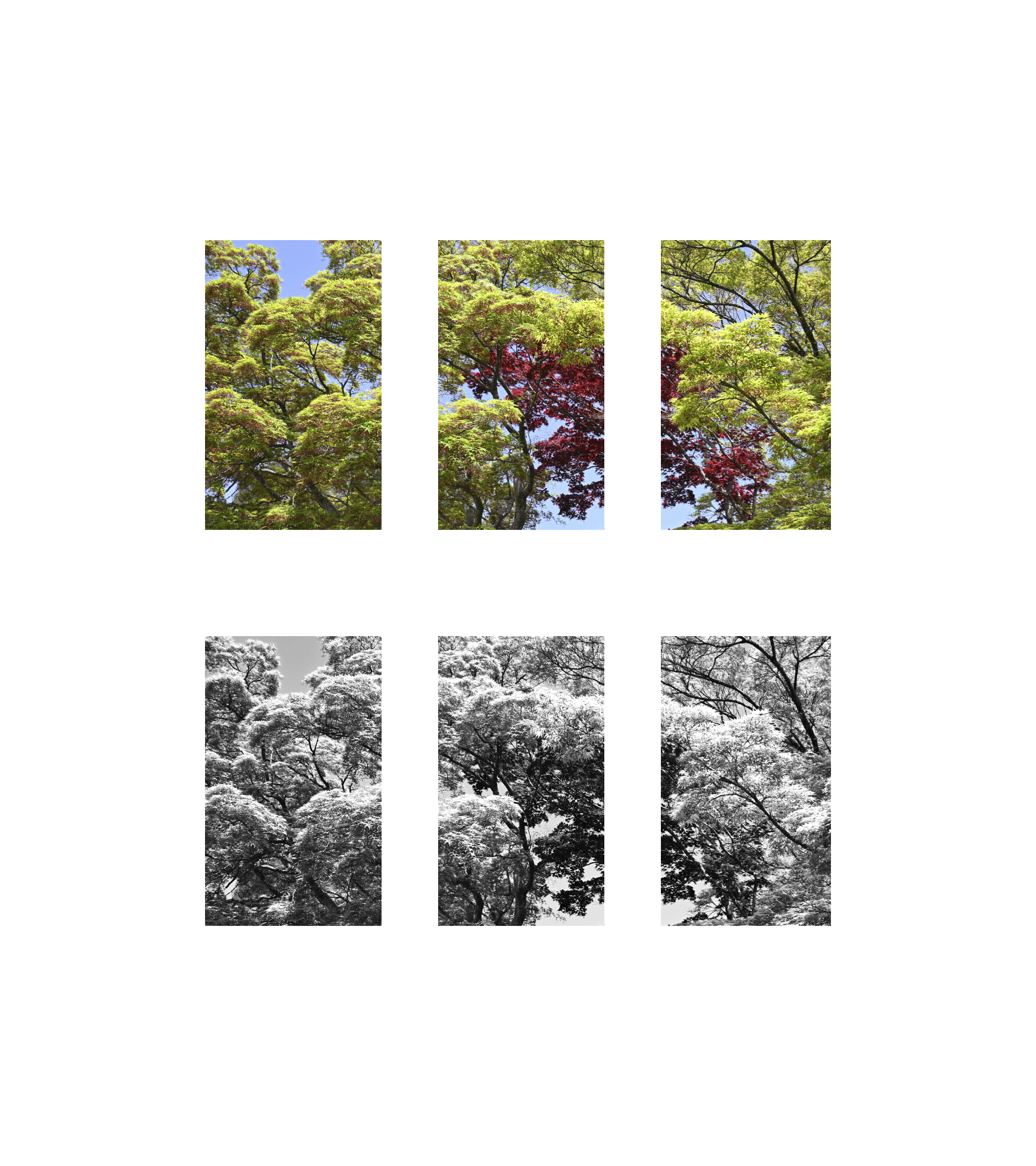Six photographs of trees arranged as a sequence, transitioning from color to black and white and high-contrast monochrome.
