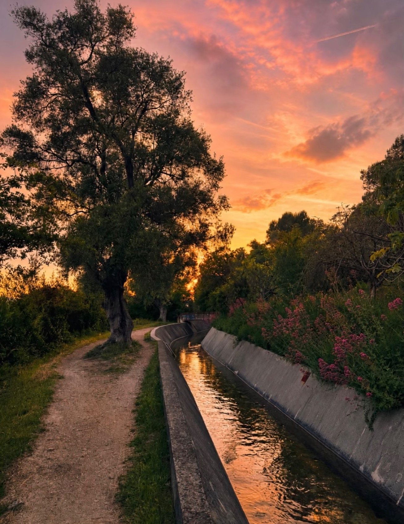 Chemin bordé d'arbres et de fleurs, canal d'eau reflétant le ciel au coucher du soleil, ciel rose avec des nuages.