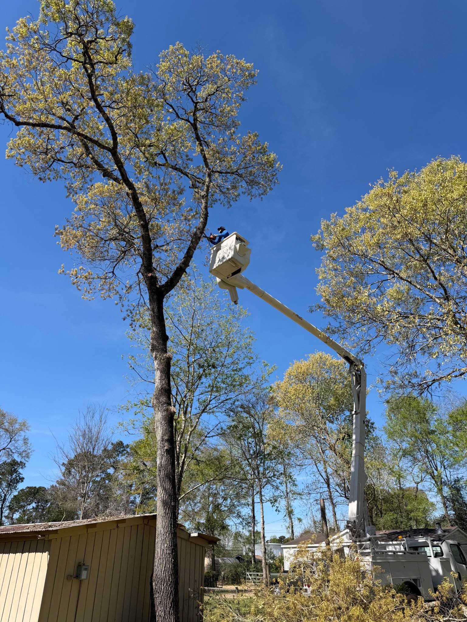 A worker is elevated in a bucket lift trimming the branches of a tall tree with sparse green leaves against a clear blue sky. The scene is in a residential area with a beige house and other trees.
