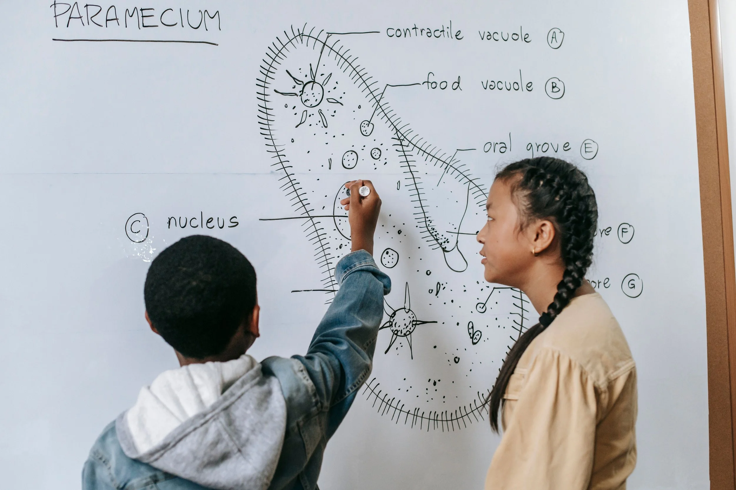 Two students, a boy and a girl, are studying a detailed diagram of a cell on a whiteboard in a classroom. The diagram includes labels such as 'contractile vacuole', 'food vacuole', and 'nucleus', among others.