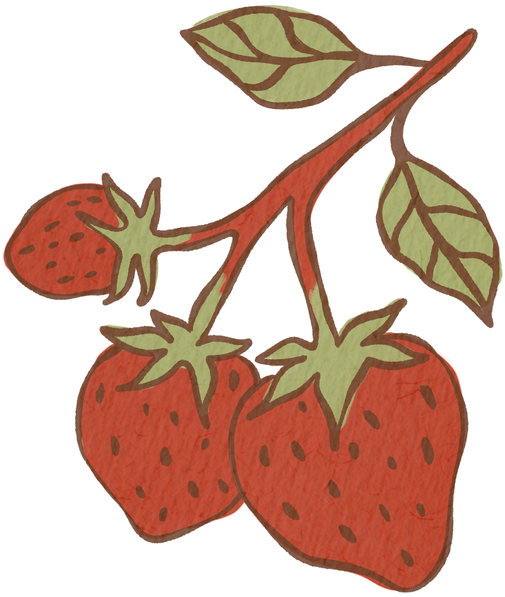 Illustration of three strawberries with leaves outlined in brown.