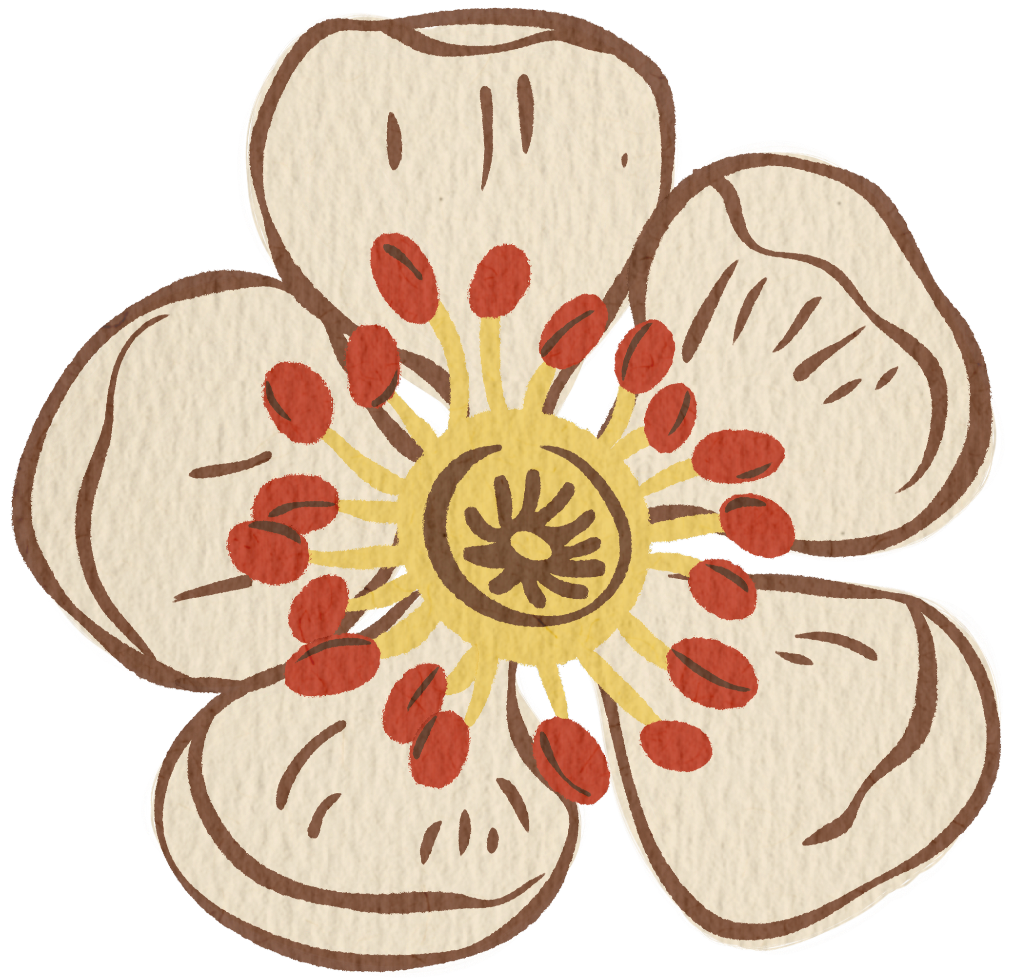 Illustration of a hawthorn flower with five white petals outlined in brown, featuring a yellow center that stems out, the yellow stems coming from center are capped with red ovals.