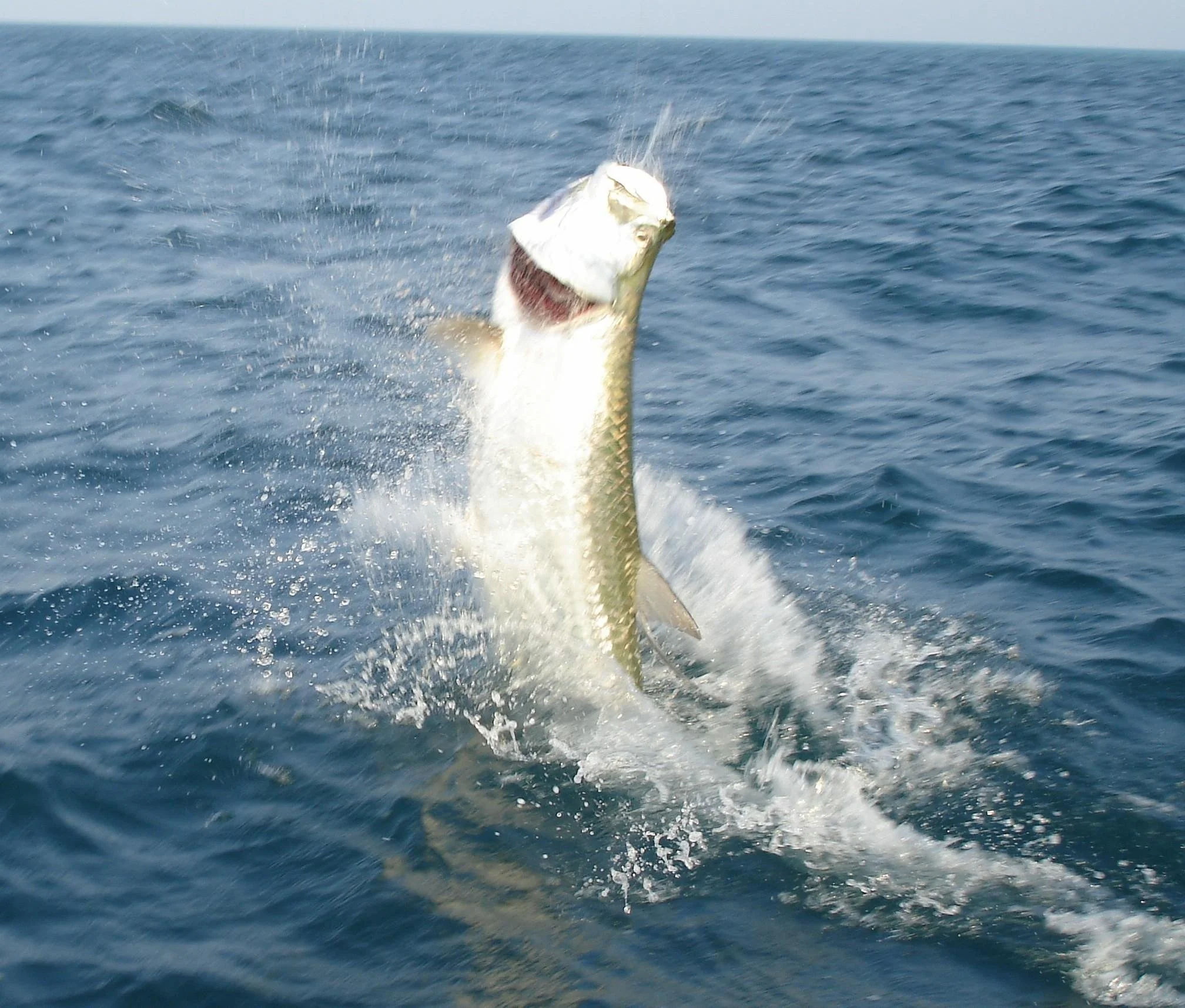 A fish leaping out of the water during daytime, with ocean waves in the background.