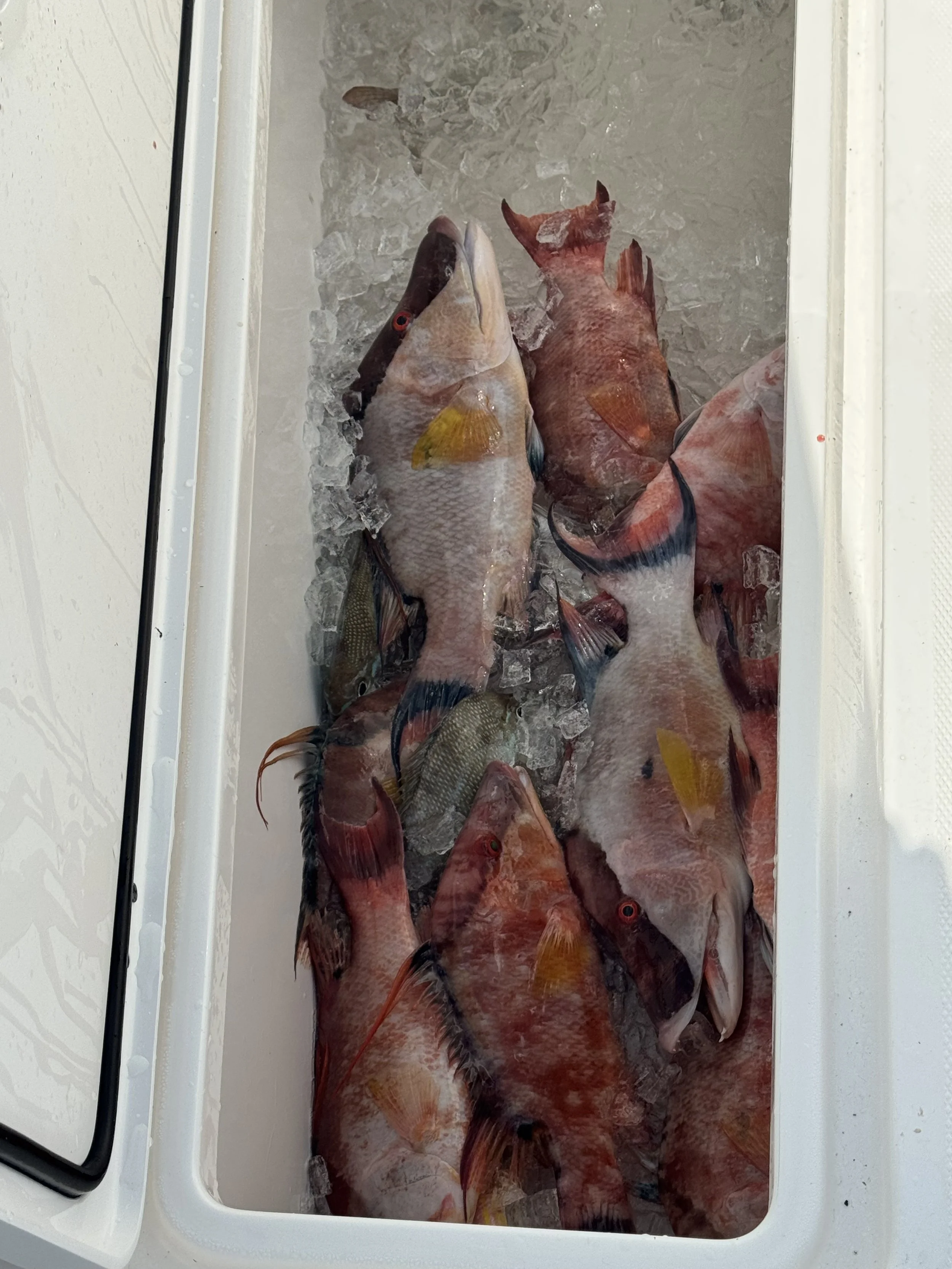 Multiple fish kept on ice inside a refrigerated display case.
